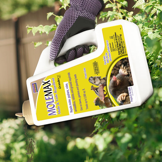 A gloved hand holds a container of Bonide® MoleMax® Mole & Vole Repellent Granules above green plants. The yellow label shows a mole, vole, and gopher, highlighting this castor oil pest control and its usage instructions - Photo Courtesy of Bonide®
