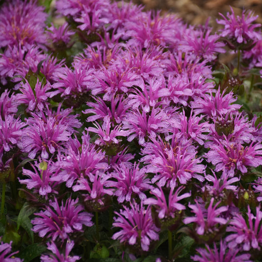 A cluster of vibrant 'Leading Lady Amethyst' Bee Balm (Monarda) flowers with spiky purple petals and lush green foliage, densely grouped in a garden - Photo Courtesy of Proven Winners, Inc.
