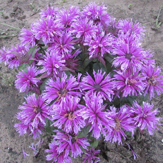 Top-down view of a cluster of vibrant, spiky purple 'Leading Lady Orchid' Bee Balm (Monarda) blooms with green leaves rises from the soil, standing out against bare earth - Photo Courtesy of Proven Winners, Inc.
