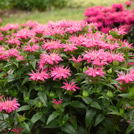 'Leading Lady Pink' Bee Balm (Monarda) features vibrant pink, fringed petals and lush green leaves, growing densely in the garden against a blurred green background - Photo Courtesy of Proven Winners, Inc.