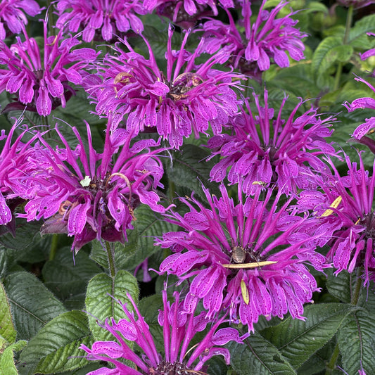 Leading Lady Plum' Bee Balm (Monarda) - Photo Property of Garden Crossings LLC