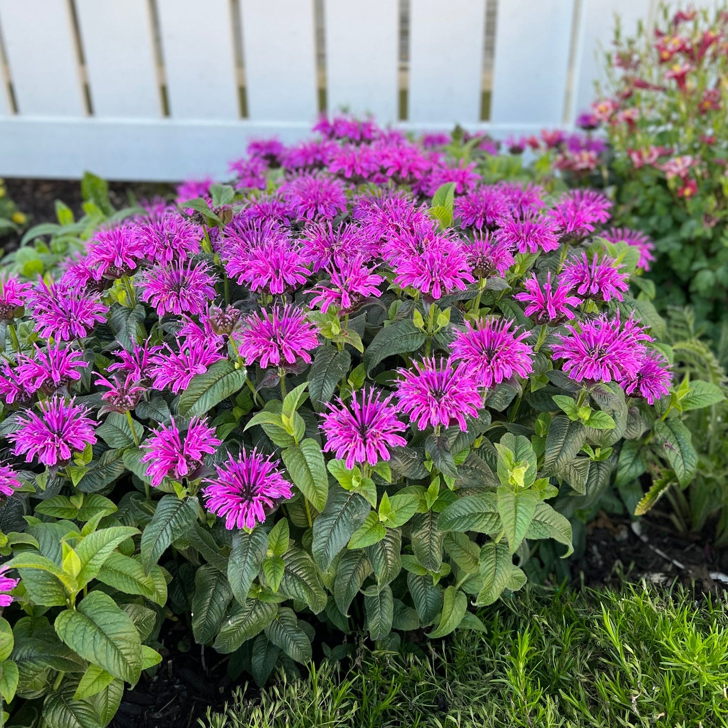 'Leading Lady Plum' Bee Balm (Monarda) displays vibrant purple-pink blooms and green foliage as it grows in front of a white fence, standing out amid grass and nearby plants - Photo Property of Garden Crossings LLC.
