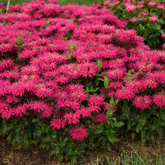 Leading Lady Razzberry' Bee Balm (Monarda) - Photo Courtesy of Proven Winners, Inc.
