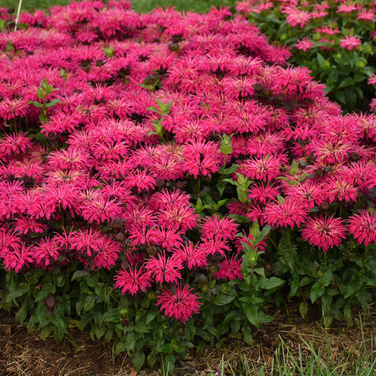 A compact perennial, 'Leading Lady Razzberry' Bee Balm (Monarda) features dense clusters of bright pink, spiky-petaled flowers and green foliage, thriving beautifully in a garden bed - Photo Courtesy of Proven Winners, Inc.