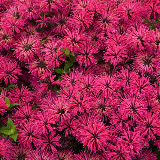 Top-down view of spiky magenta blooms, 'Leading Lady Razzberry' Bee Balm (Monarda) is a compact perennial with dense clusters of vibrant flowers and green leaves - Photo Courtesy of Proven Winners, Inc.