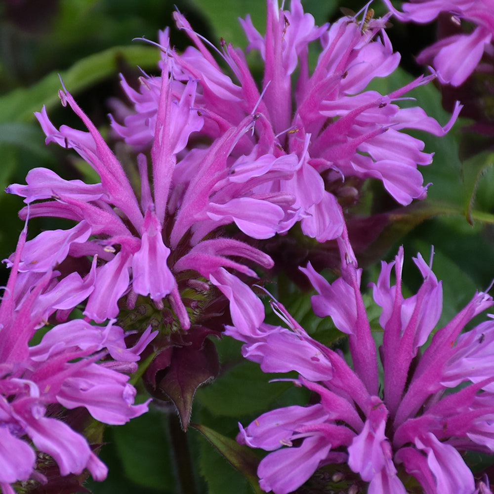 Close-up of 'Pardon My Lavender II' Bee Balm (Monarda) shows vibrant pink, spiky petals and green leaves - Photo Courtesy of Proven Winners, Inc.