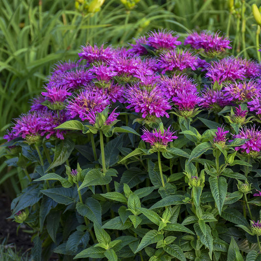 A cluster of 'Pardon My Purple' Bee Balm (Monarda), a compact purple perennial with spiky petals and lush green leaves, blooms vibrantly in a garden among other plants - Photo Courtesy of Proven Winners, Inc.