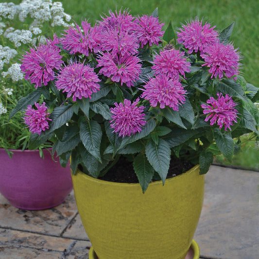 A yellow pot holds 'Pardon My Purple' Bee Balm (Monarda), a compact purple perennial with spiky flowers and dark green leaves, set outdoors on a table with grass and another pot of white flowers in the background - Photo Courtesy of Proven Winners, Inc. Decorative pot not included.