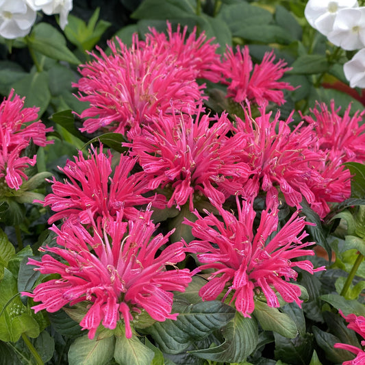 Pardon My Rose' Bee Balm (Monarda) - Photo Property of Garden Crossings LLC