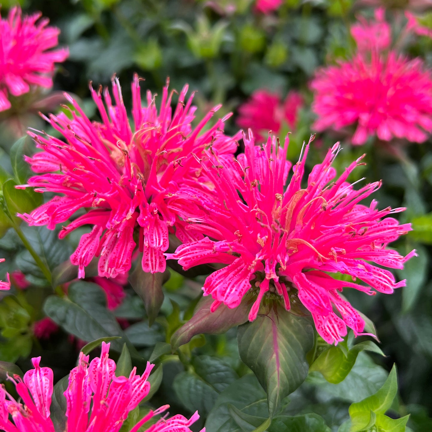 Close-up of two ‘Pardon My Rose’ Bee Balm (Monarda) features bright pink, spiky blooms above green foliage - Photo Property of Garden Crossings LLC.