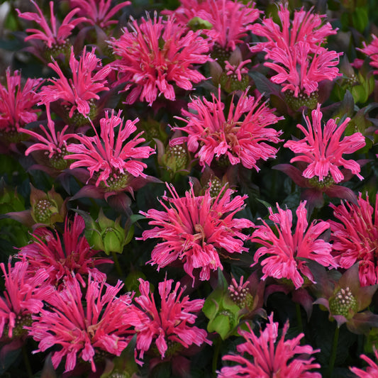 Pardon My Rose' Bee Balm (Monarda) - Photo Courtesy of Proven Winners, Inc.