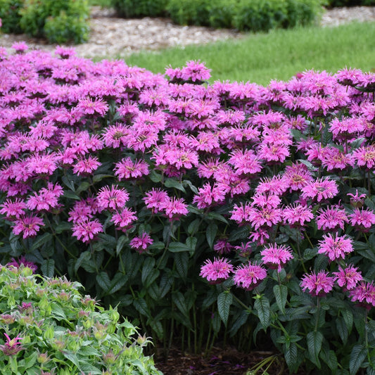 A dense group of vibrant lavender-pink Upscale® 'Lavender Taffeta' Bee Balm (Monarda) with jagged petals blooms in a garden bed, surrounded by green foliage. Blurred greenery is in the background - Photo Courtesy of Proven Winners, Inc.