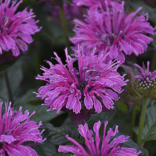 Upscale® 'Lavender Taffeta' Bee Balm (Monarda) - Photo Courtesy of Proven Winners, Inc.