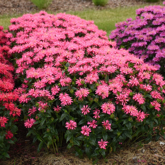 Bushes of Upscale® 'Pink Chenille' Bee Balm (Monarda) display vibrant pink blooms above green foliage, set against a grassy backdrop. Red bee balm is planted to the left, and purple bee balm to the right - Photo Courtesy of Proven Winners, Inc.
