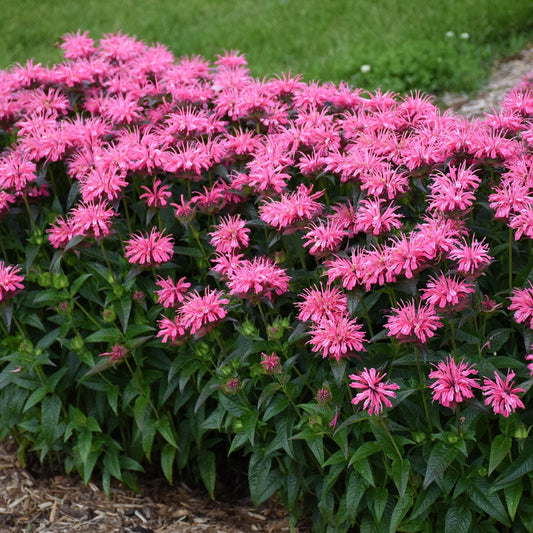 A dense group of Upscale® 'Pink Chenille' Bee Balm (Monarda) with spiky pink blooms and green leaves brightens a garden bed near grass and mulch - Photo Courtesy of Proven Winners, Inc.