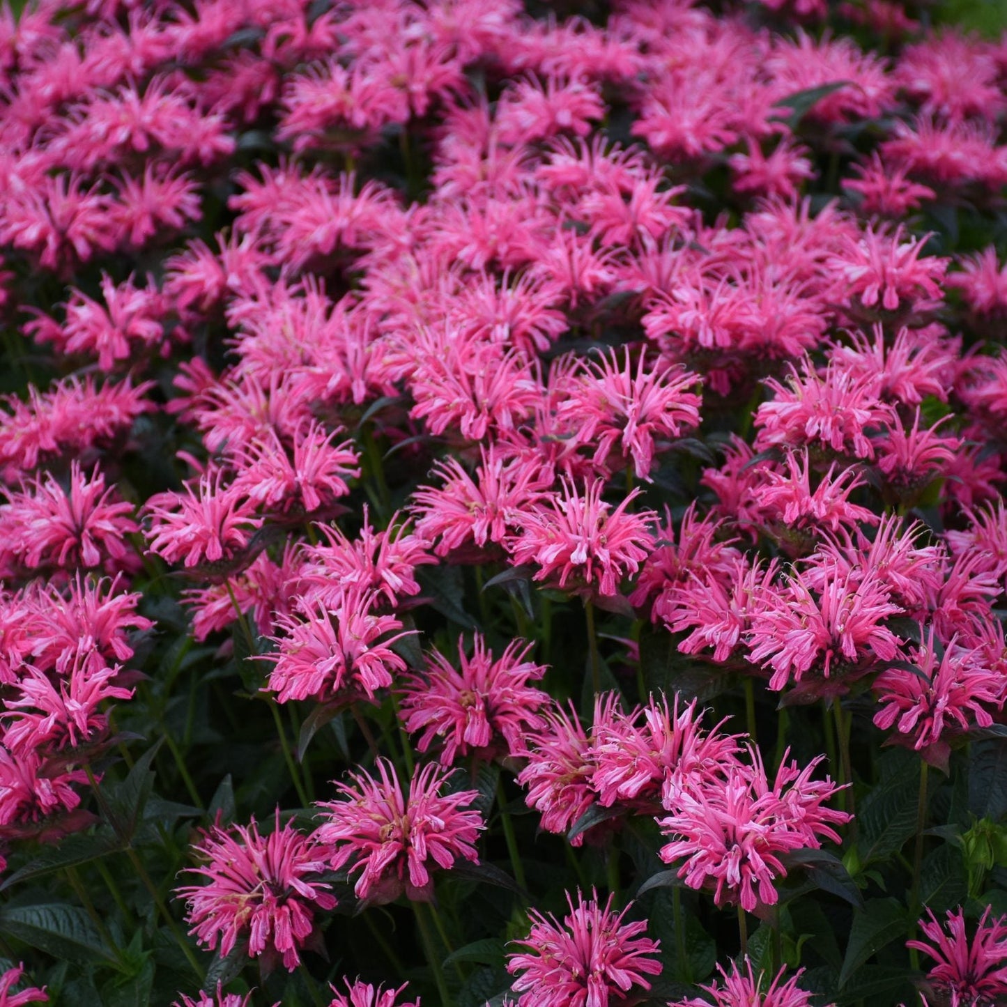 A dense cluster of Upscale® 'Pink Chenille' Bee Balm (Monarda) blooms with spiky pink petals and green foliage - Photo Courtesy of Proven Winners, Inc.
