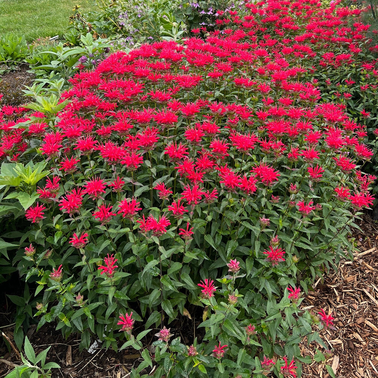 A dense cluster of vibrant Upscale® 'Red Velvet' Bee Balm (Monarda) blooms in a garden bed with green leaves and mulch, standing out as a striking perennial among nearby plants and grass - Photo Property of Garden Crossings LLC.