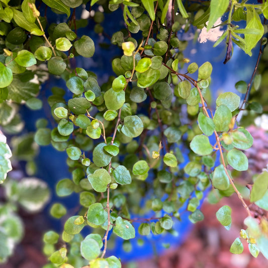 Big Leaf Creeping Wire Vine (Muehlenbeckia) - Photo Property of Garden Crossings LLC