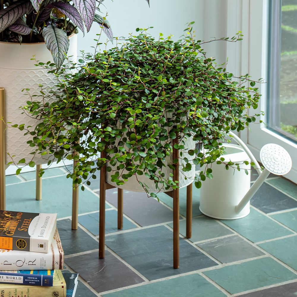 A Big Leaf Creeping Wire Vine (Muehlenbeckia) in a white pot with wooden legs sits on a slate tile floor by a window. Sunlight highlights its long vines full of green foliage, while a white watering can and books are arranged nearby - Photo Courtesy of Proven Winners, Inc. Decorative pot not included.