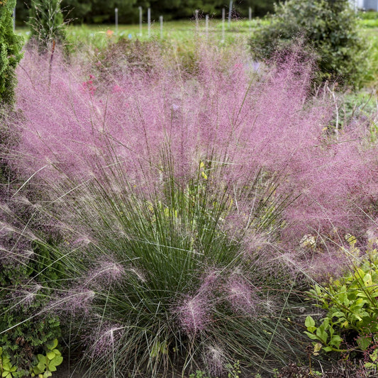 A clump of Undaunted® Muhly Grass (Muhlenbergia) with airy, pinkish-purple plumes grows among green foliage in a garden. - Photo Courtesy of Walters Gardens, Inc.