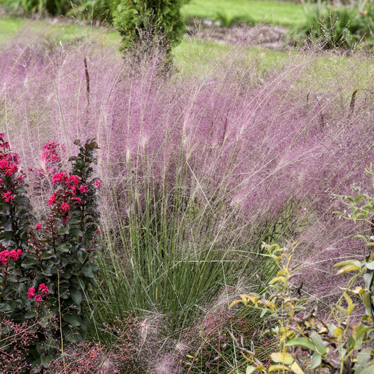 Undaunted® Muhly Grass (Muhlenbergia) - Photo Courtesy of Walters Gardens, Inc.