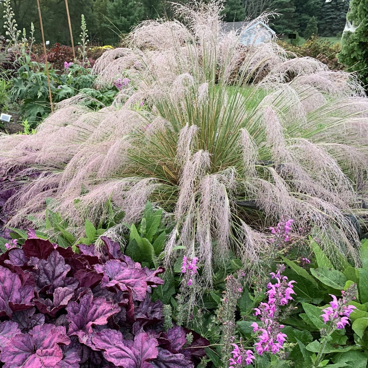 Ornamental deer-resistant Undaunted® Muhly Grass (Muhlenbergia) displays feathery pale tan plumes next to vibrant purple-green foliage and clusters of pink flowers, creating a lush garden accent - Photo Courtesy of Walters Gardens, Inc.