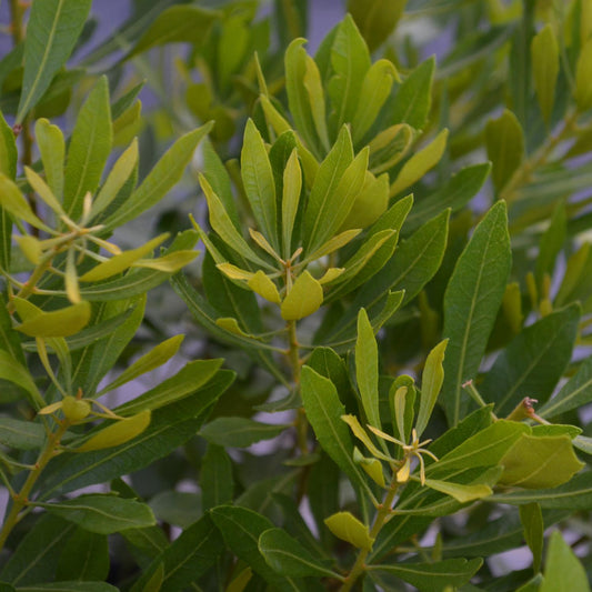 Bayside Bonito™ Southern Wax Myrtle (Myrica) - Photo Courtesy of Proven Winners, Inc.