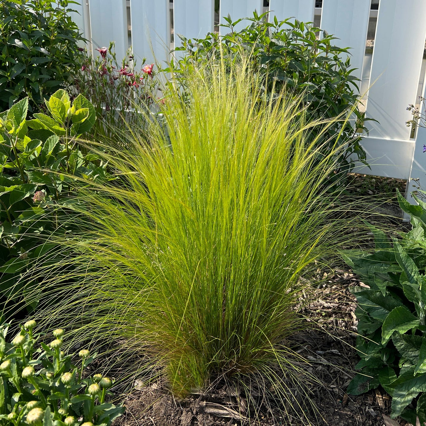 Mexican Feather Grass (Nassella), with bright green tufts, grows in a garden bed among leafy plants and flowers, set against a white fence backdrop - Photo Property of Garden Crossings LLC.