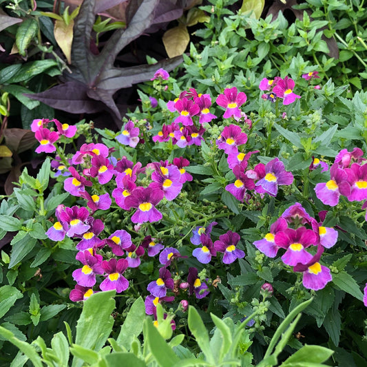 Aromance® Mulberry™ Nemesia - Photo Property of Garden Crossings LLC
