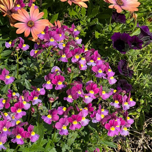 Aromance® Mulberry™ Nemesia displays vibrant pink and purple blooms with yellow centers among green foliage, paired with orange daisy-like flowers and dark purple accents - Photo Property of Garden Crossings LLC.