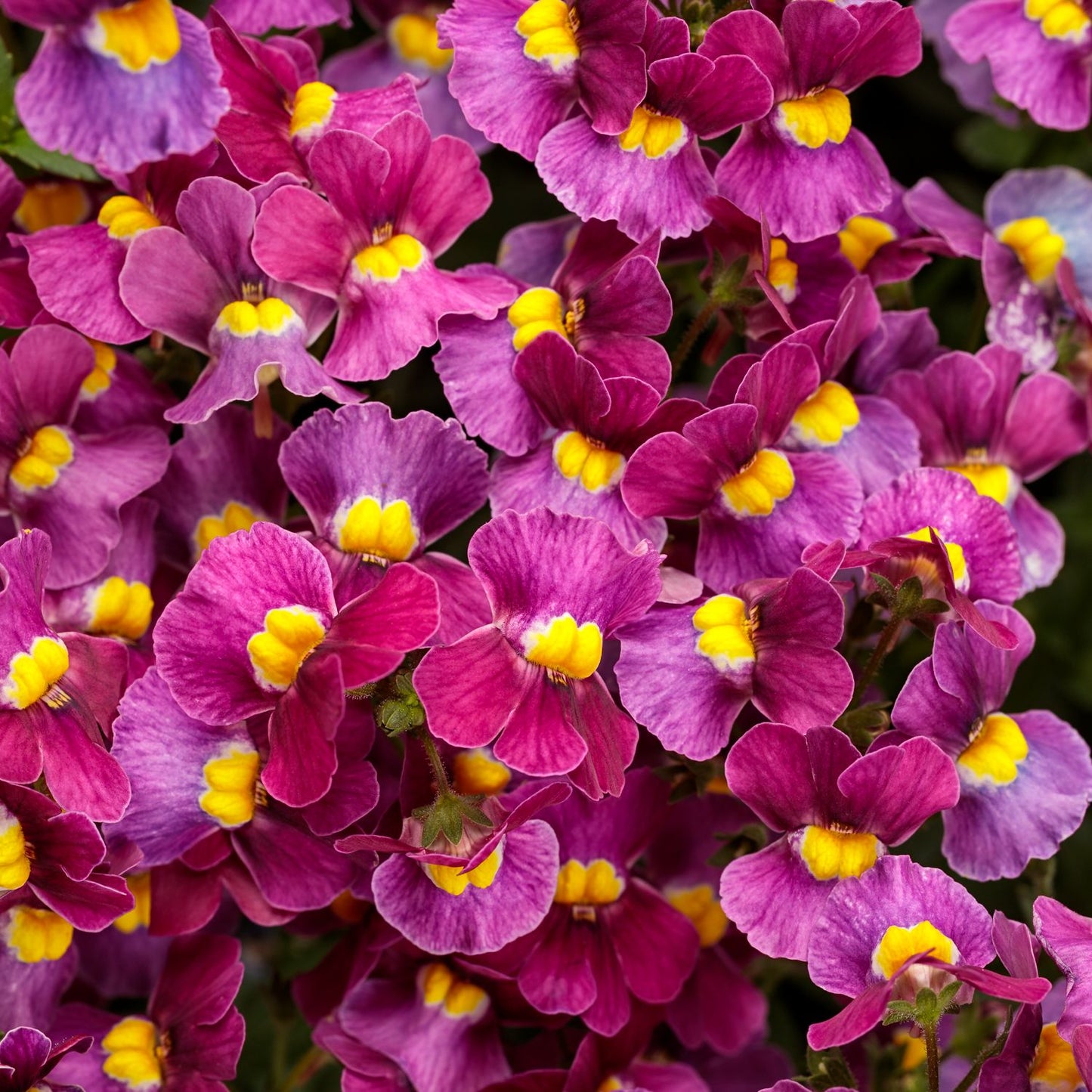 Aromance® Mulberry™ Nemesia features vibrant purple flowers with yellow and white centers, densely clustered for a lively, colorful look - Photo Courtesy of Proven Winners, Inc.