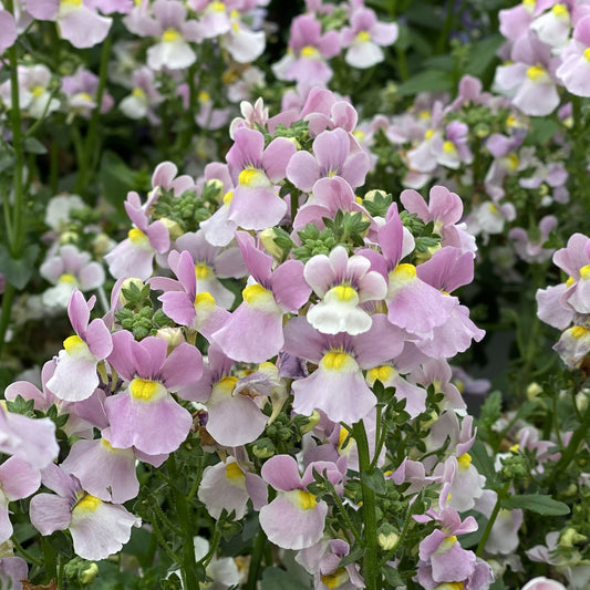 Close-up of Aromance® Pink Nemesia displays clusters of delicate pink, white, and yellow flowers on green stems - Photo Property of Garden Crossings LLC.