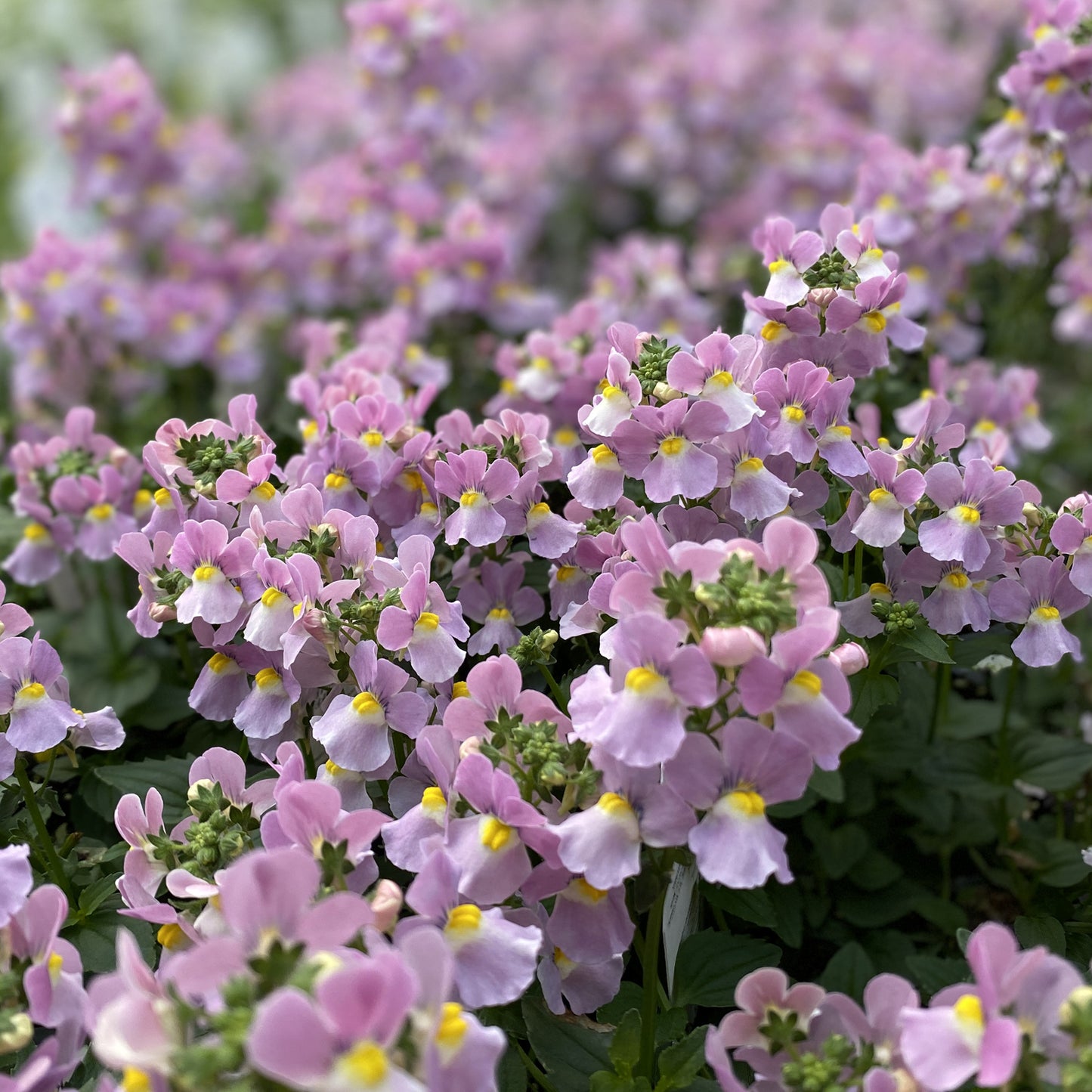 Aromance® Pink Nemesia - Photo Property of Garden Crossings LLC