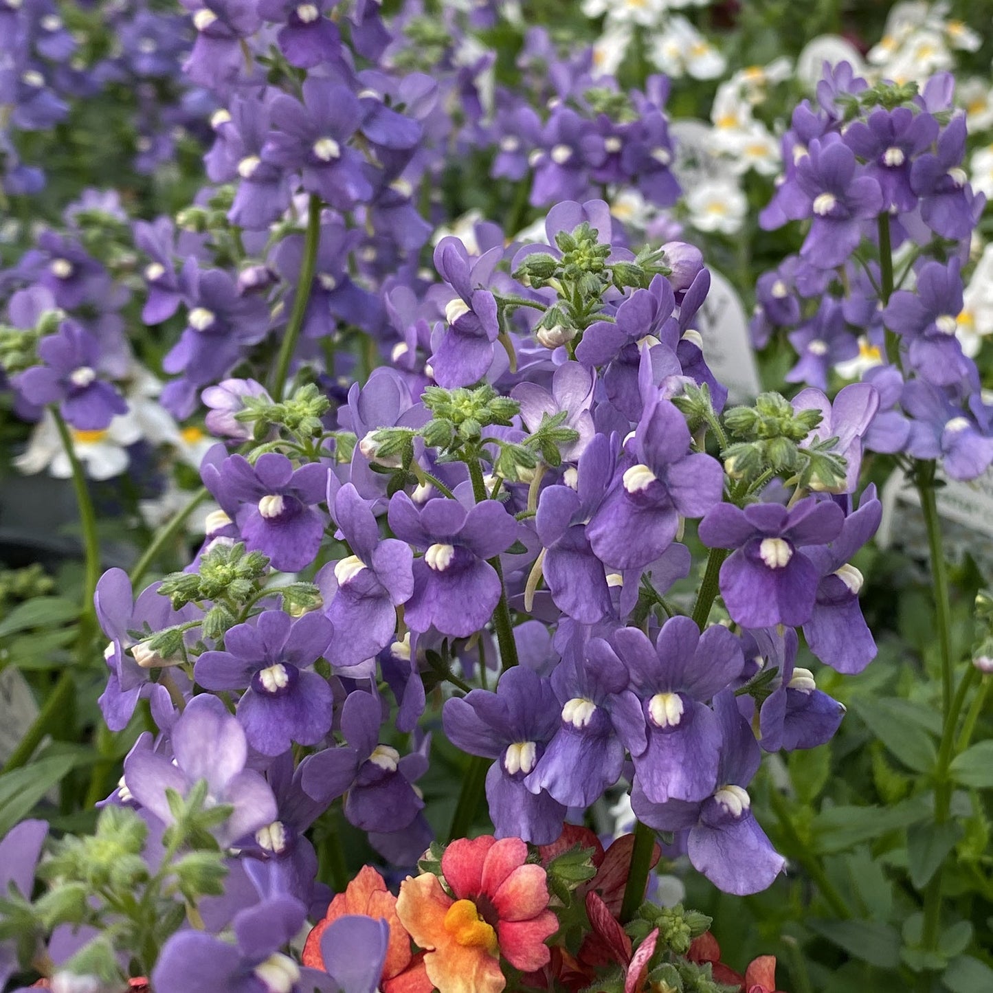 Close-up of Bluebird Nemesia: vibrant blue-purple flowers with white centers amid green leaves and orange-yellow blooms in front - Photo Property of Garden Crossings LLC.