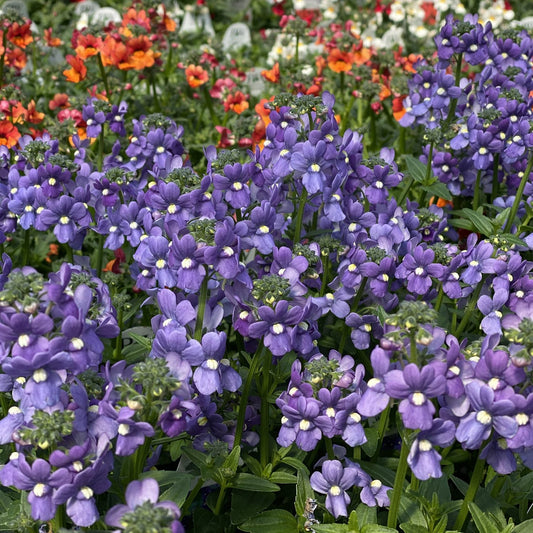 Bluebird Nemesia displays clusters of vibrant blue-purple flowers with white centers in the foreground, while a blurred mix of orange and white blooms adds colorful contrast in this garden scene - Photo Property of Garden Crossings LLC.