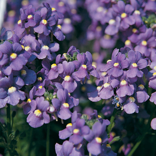 Bluebird Nemesia features clusters of small blue-purple flowers with yellow and white centers, densely packed for a vibrant display - Photo Courtesy of Proven Winners, Inc.