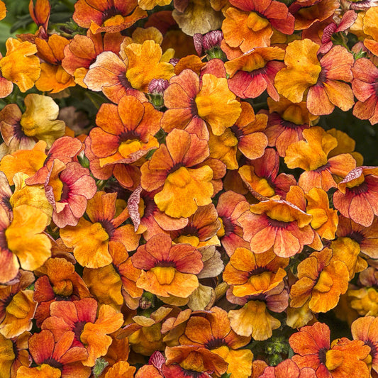 A dense cluster of vibrant orange and red Sunsatia® Blood Orange™ Nemesia blooms creates a rich, textured display filling spaces with warm tones and delicate petal patterns - Photo Courtesy of Proven Winners, Inc.