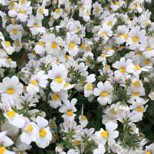 A dense cluster of trailing white flowers with yellow centers, green foliage, and petals with fine purple lines creates a vibrant display - Photo Property of Garden Crossings LLC.