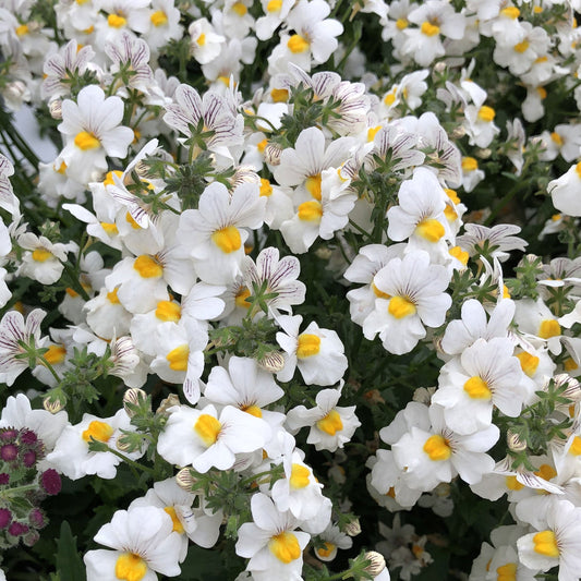 Sunsatia® Coconut Nemesia features clusters of trailing white flowers with yellow centers, small green leaves, and some blooms displaying delicate purple veins on the petals - Photo Property of Garden Crossings LLC.