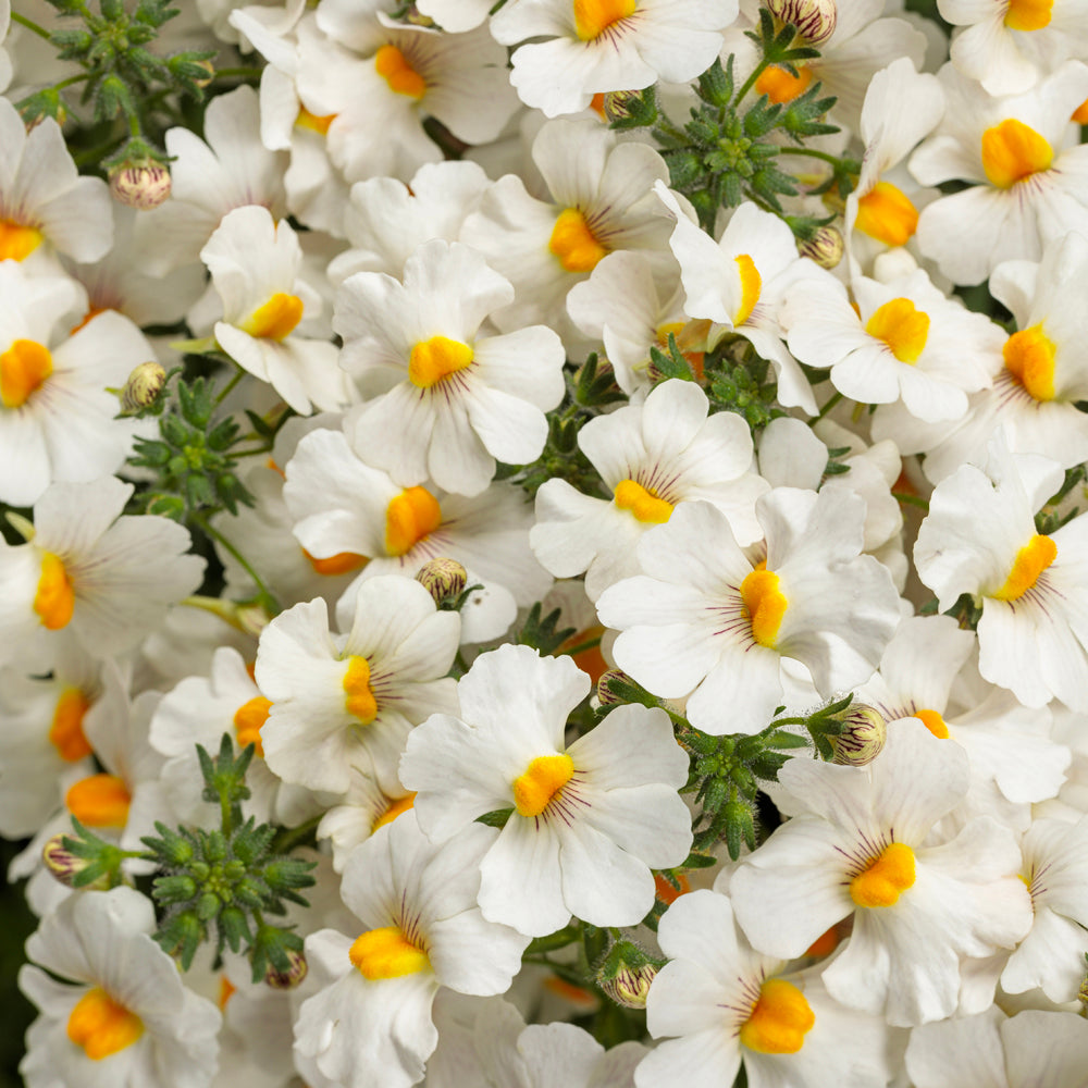 A dense cluster of small, trailing white flowers with yellow and orange centers, green leaves, and unopened buds—perfectly capturing the delicate beauty of Sunsatia® Coconut Nemesia - Photo Courtesy of Proven Winners, Inc.