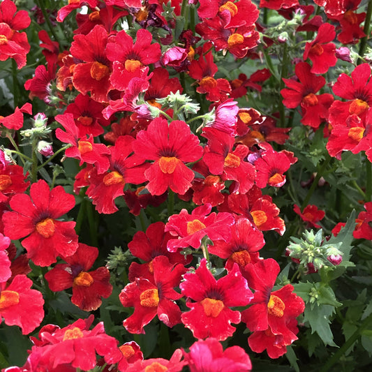 Sunsatia® Cranberry Red Nemesia - Photo Property of Garden Crossings LLC