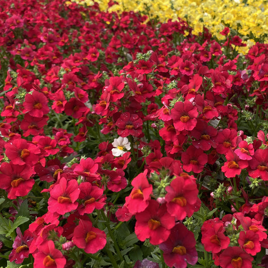 Sunsatia® Cranberry Red Nemesia - Photo Property of Garden Crossings LLC