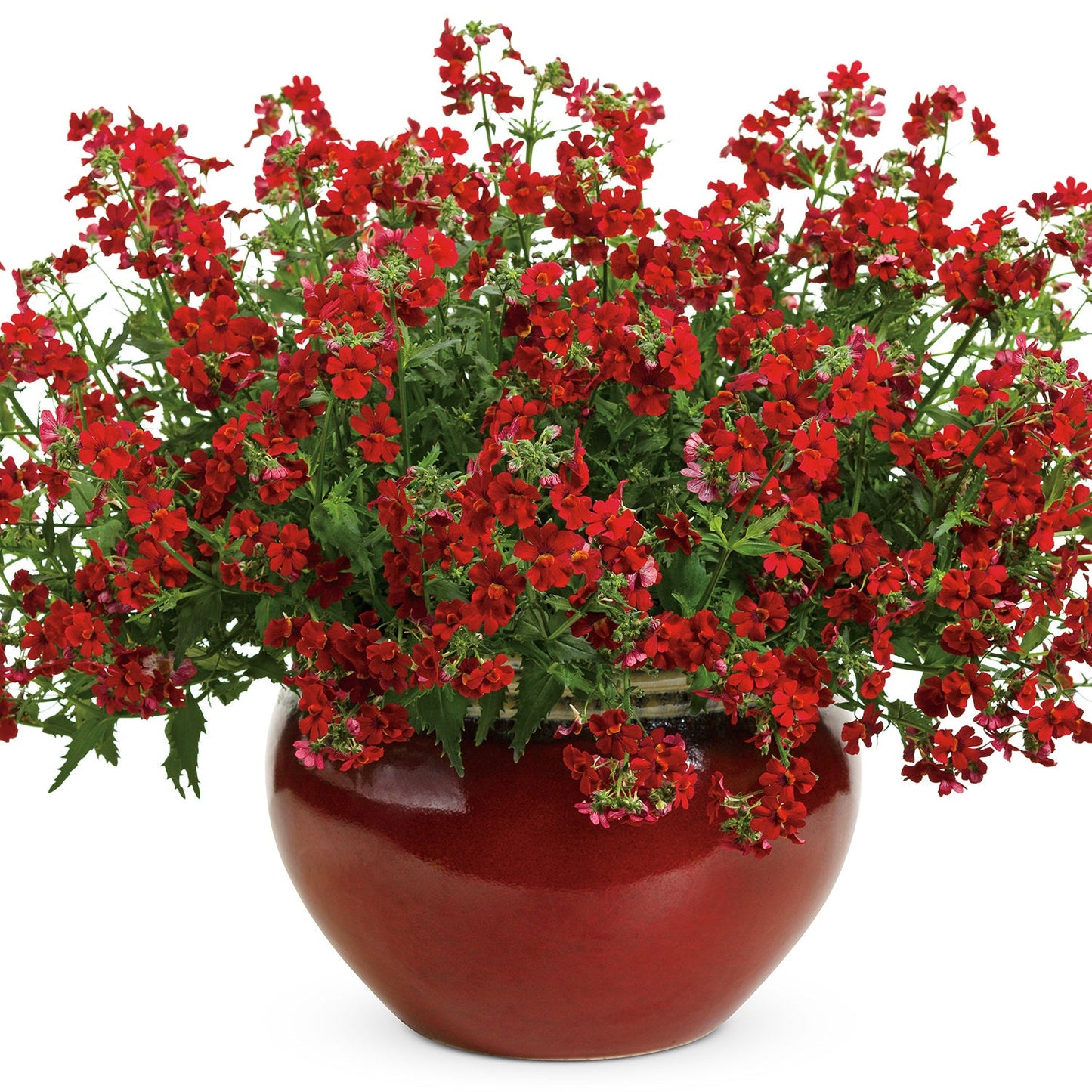 A large, round red vase brimming with Sunsatia® Cranberry Red Nemesia and lush green foliage, its cascading blooms creating a vibrant, eye-catching low-maintenance display against a plain white background - Photo Courtesy of Proven Winners, Inc. Decorative pot not included.