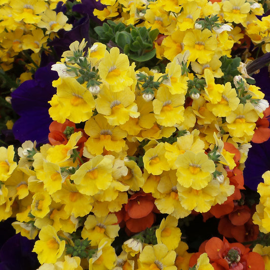 Sunsatia® Lemon Nemesia - Photo Property of Garden Crossings LLC
