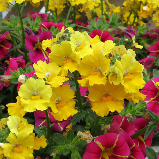 Sunsatia® Lemon Nemesia brings cheerful, bright yellow blooms that pair beautifully with clusters of magenta and yellow petunias for a vibrant, colorful garden display - Photo Property of Garden Crossings LLC.