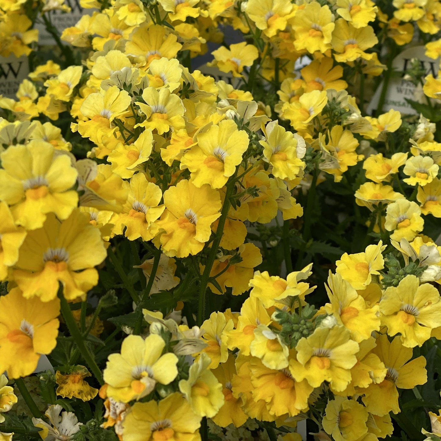 Sunsatia® Lemon Nemesia features clusters of vibrant yellow, ruffled flowers with pale centers and dense bloom - Photo Property of Garden Crossings LLC.