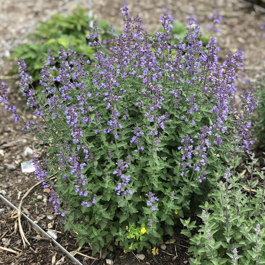 Cats Meow' Catmint (Nepeta) - Photo Property of Garden Crossings LLC