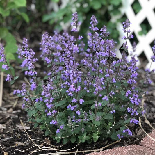 Cat's Pajamas' Catmint (Nepeta) - Photo Property of Garden Crossings LLC