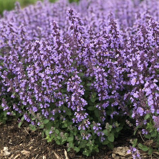 Cat's Pajamas' Catmint (Nepeta) - Photo Property of Garden Crossings LLC