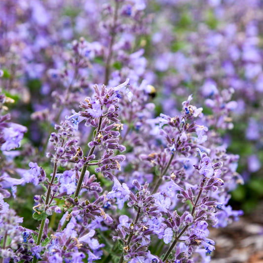 Close-up of blooming 'Catwalk Queen' Catmint (Nepeta) flowers, with green stems and blurred purple blooms in the background, create a soft, colorful outdoor scene - Photo Courtesy of Walters Gardens, Inc.